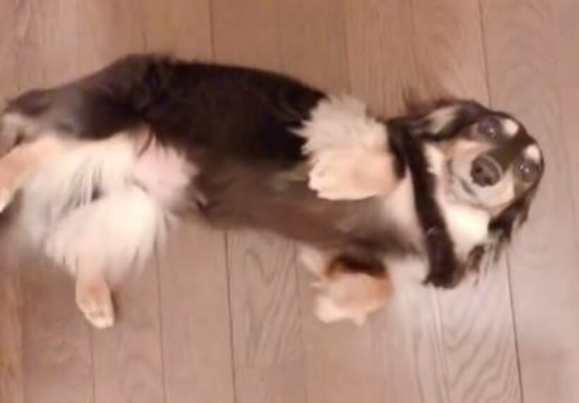 ダックスフンド,動画