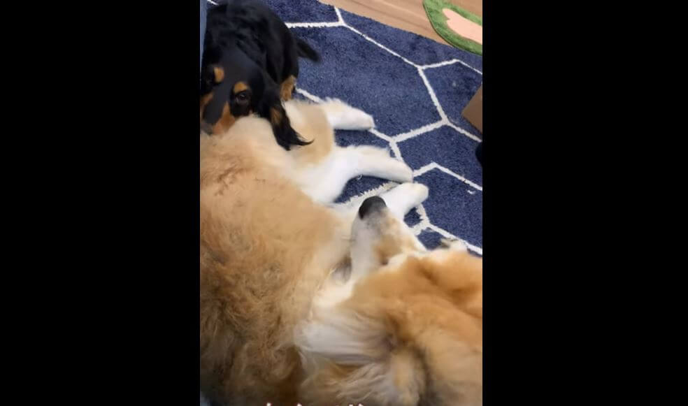 ダックスフンド,動画