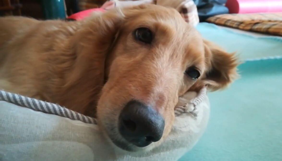 ダックスフンド,動画