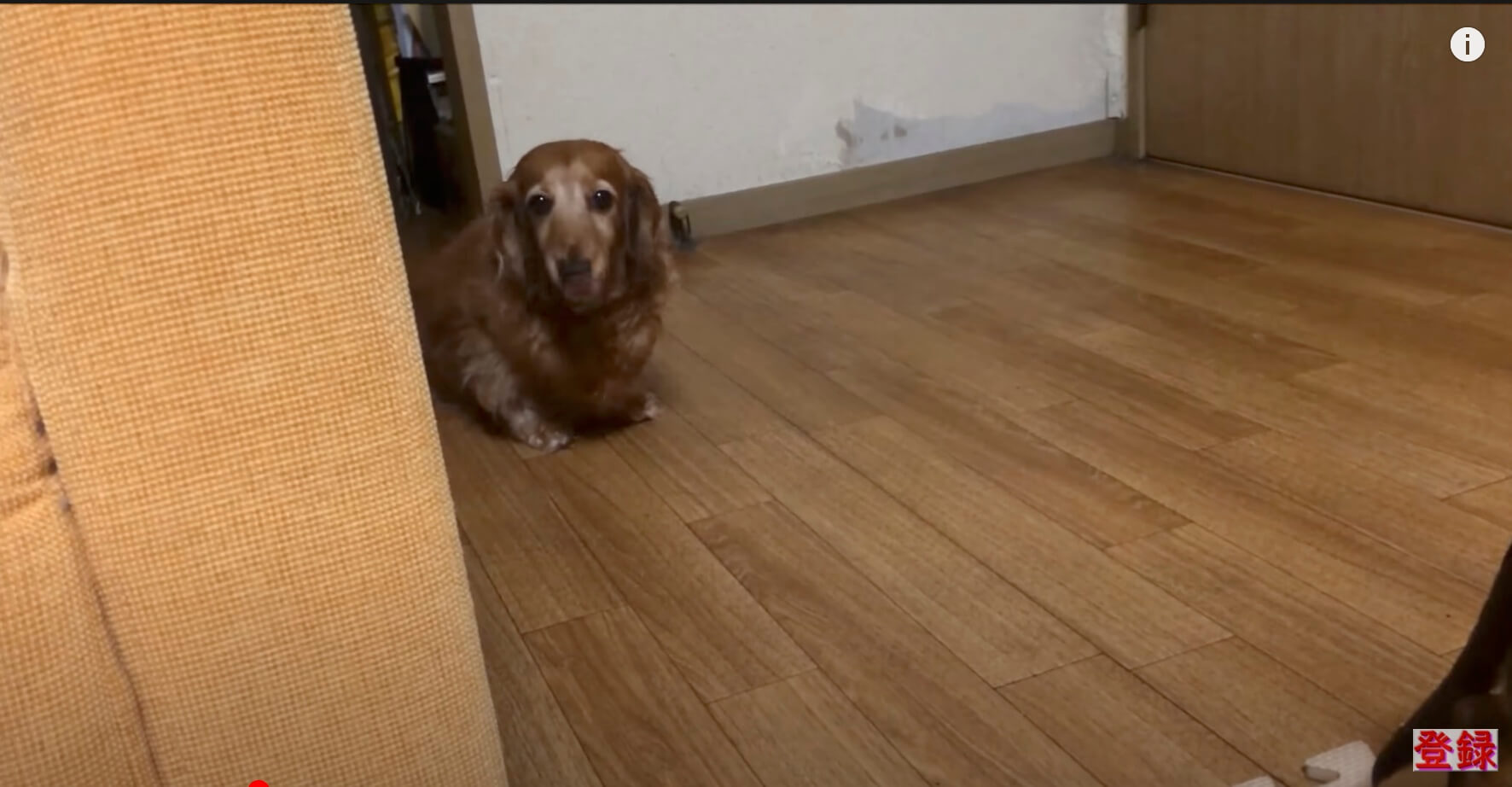 ダックスフンド,動画