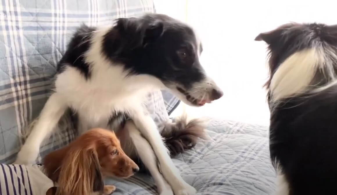 ダックスフンド,動画