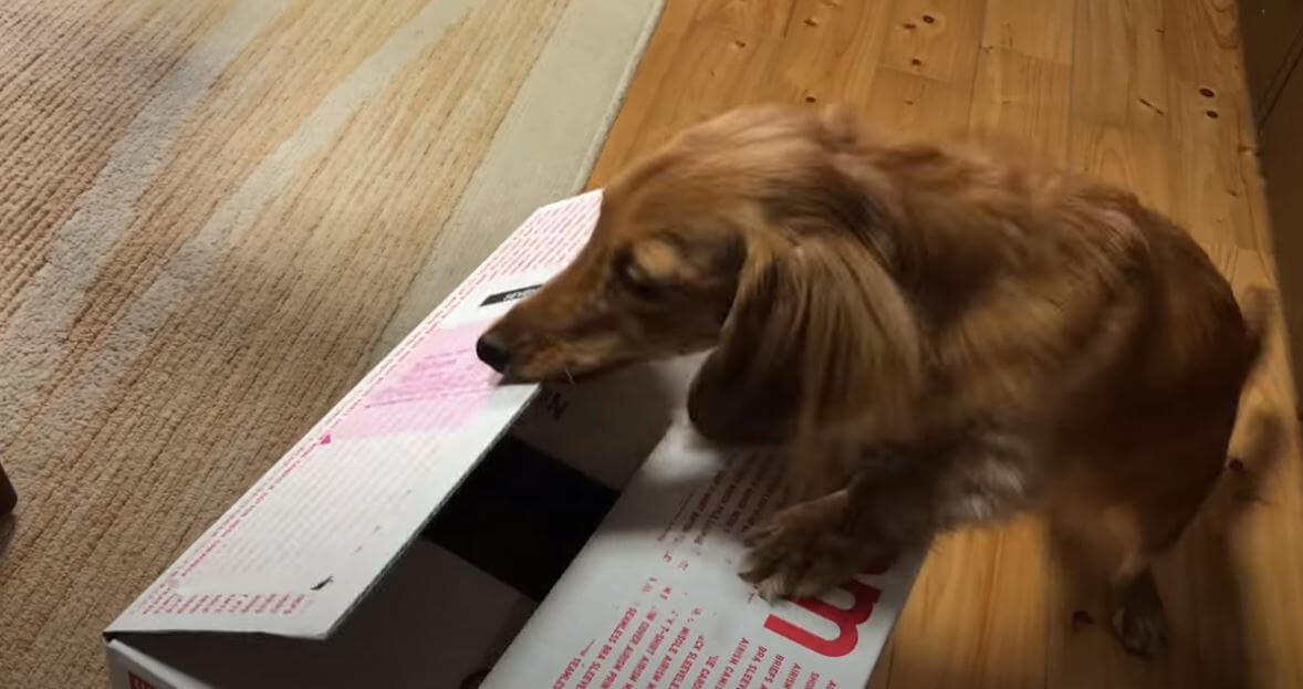 ダックスフンド,動画