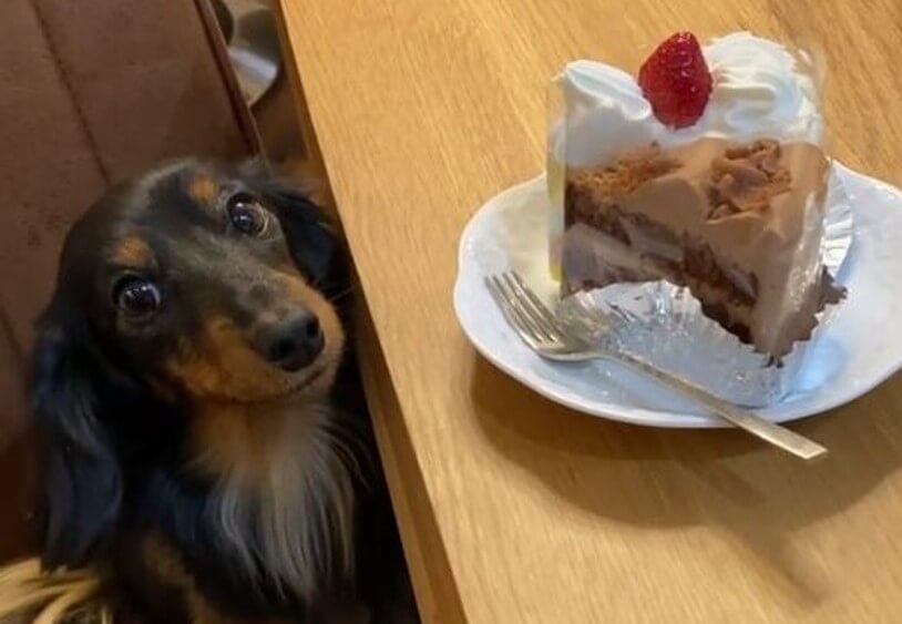 ダックスフンド,動画