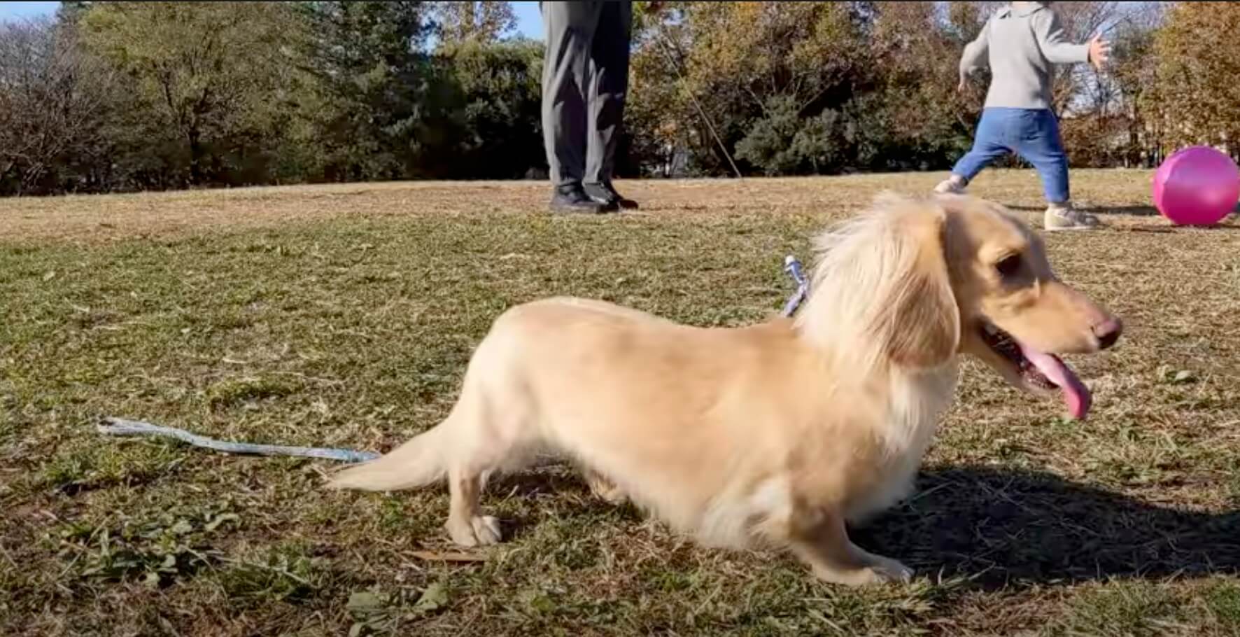 ダックスフンド,動画