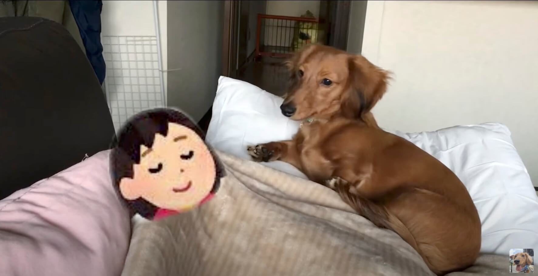 ダックスフンド,動画