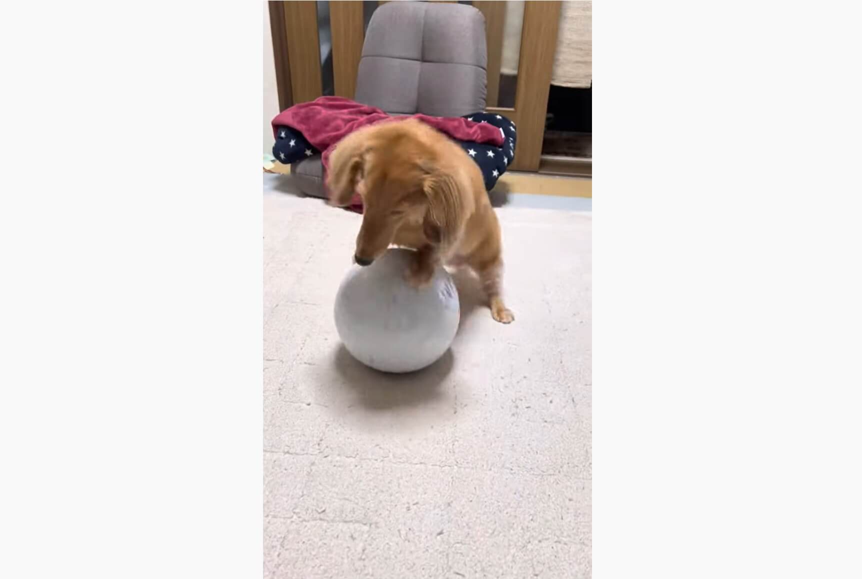 ダックスフンド,動画