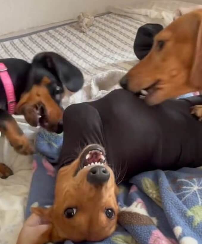 ダックスフンド,動画