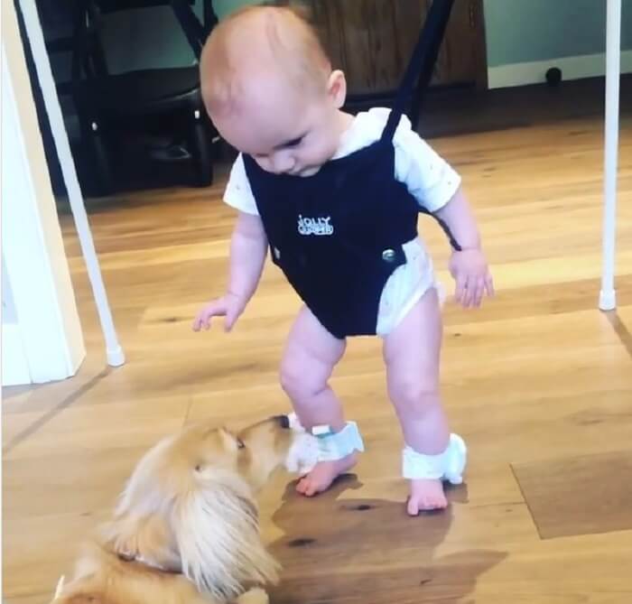 ダックスフンド,動画