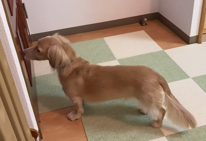 ダックスフンド,動画