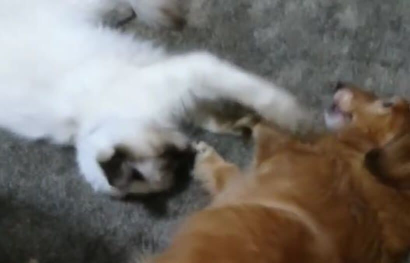 ダックスフンド,動画