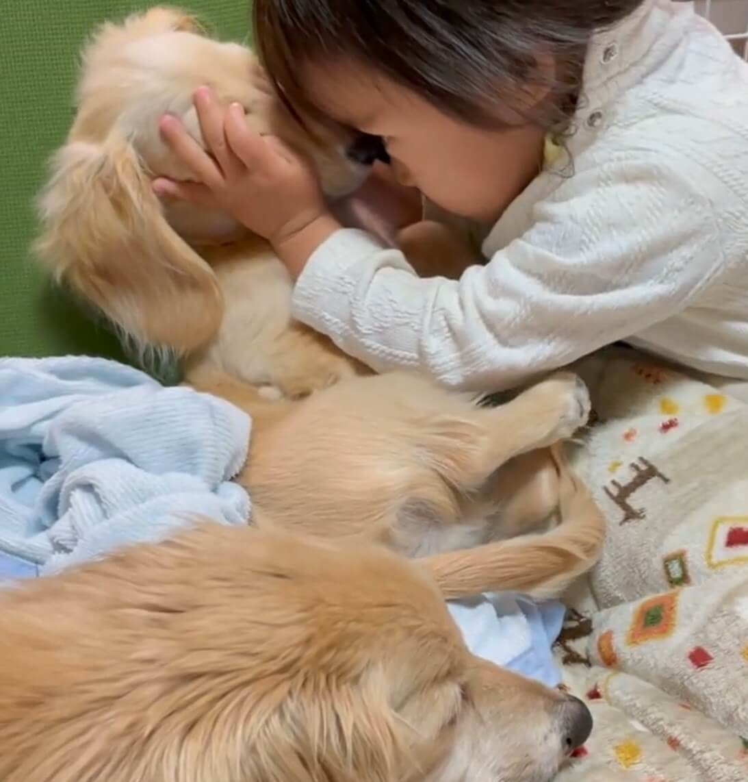 ダックスフンド,動画