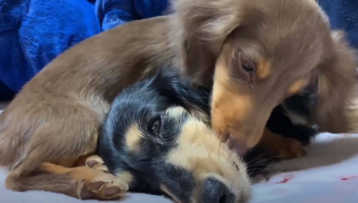 ダックスフンド,動画