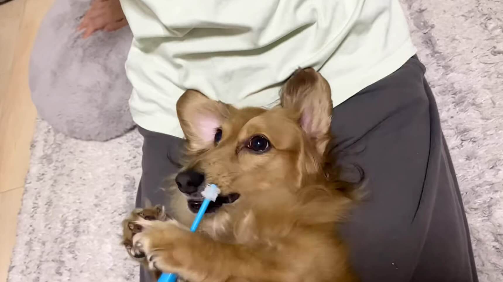 ダックスフンド,動画