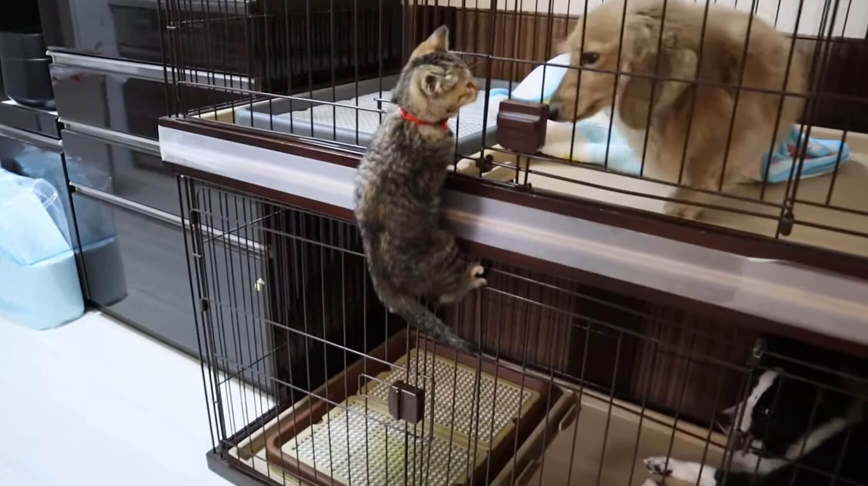 ダックスフンド,動画