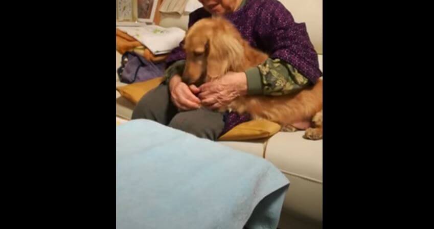 ダックスフンド,動画