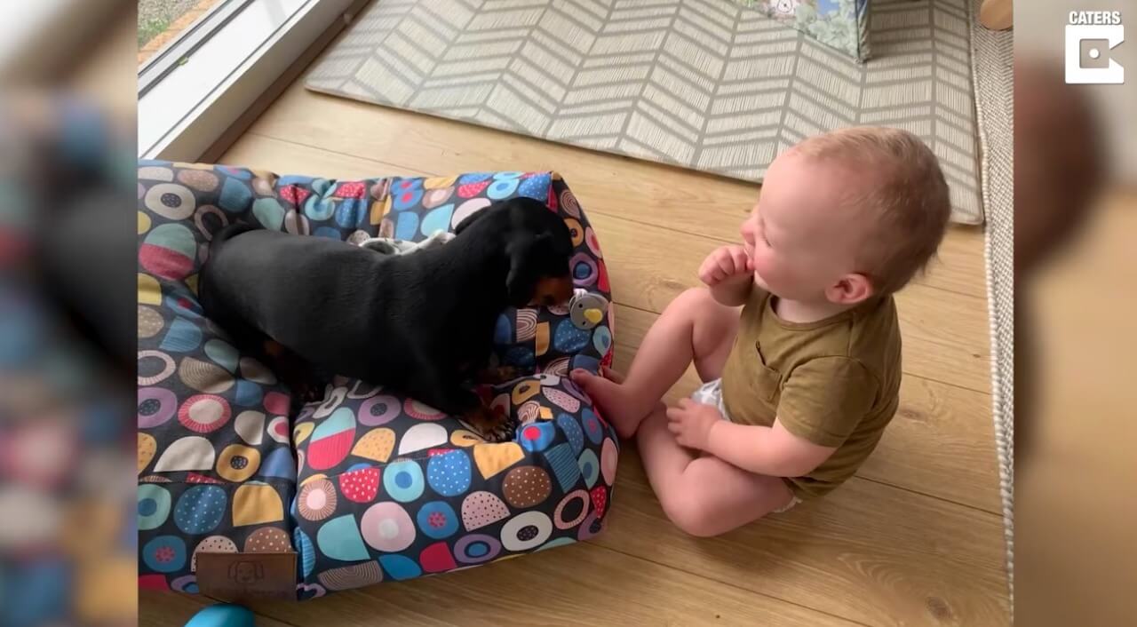 ダックスフンド,動画