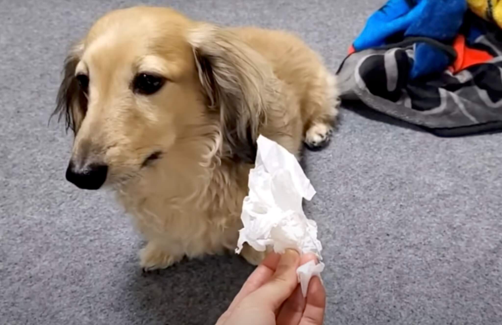 ダックスフンド,動画