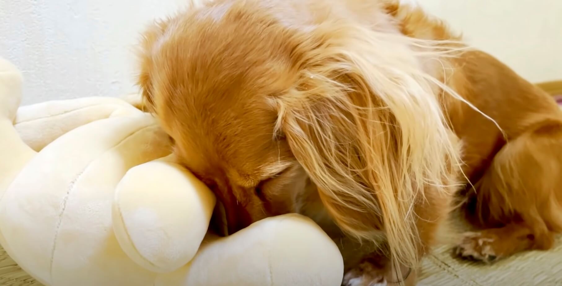 ダックスフンド,動画