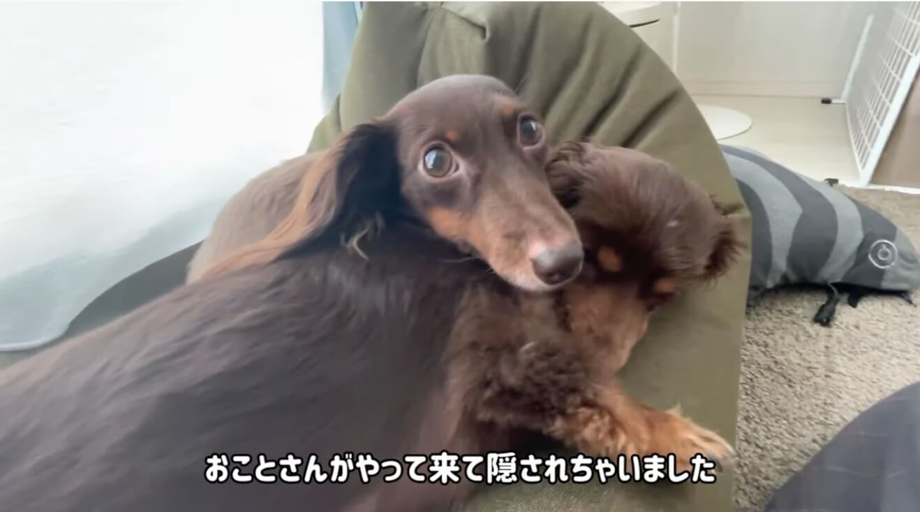 ダックスフンド,動画