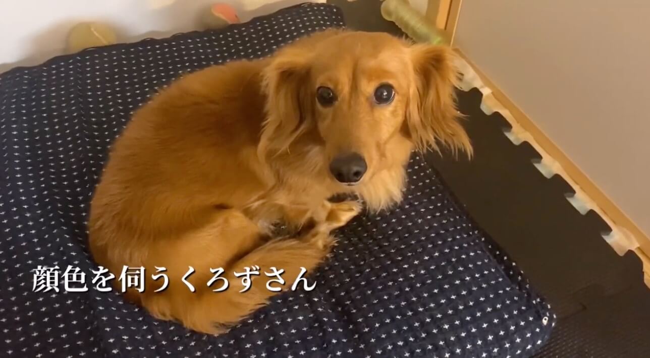 ダックスフンド,動画