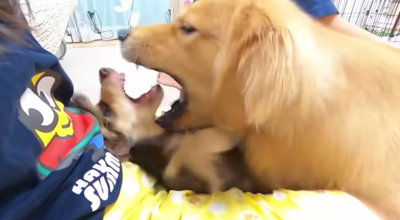 ダックスフンド,動画