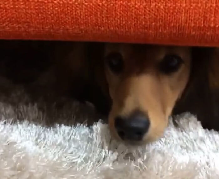 ダックスフンド,動画