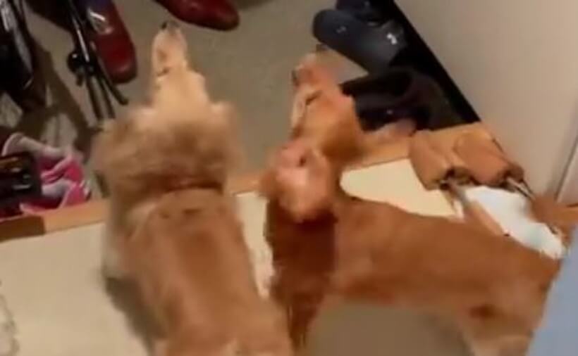 ダックスフンド,動画