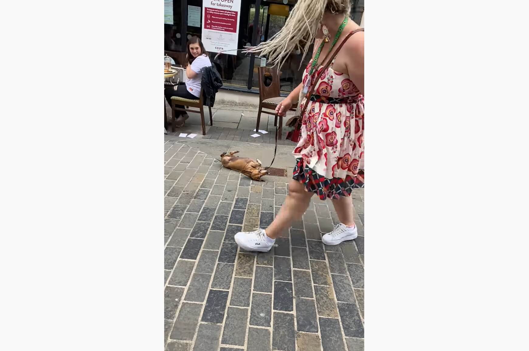 ダックスフンド,動画