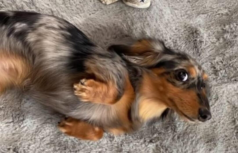 ダックスフンド,動画