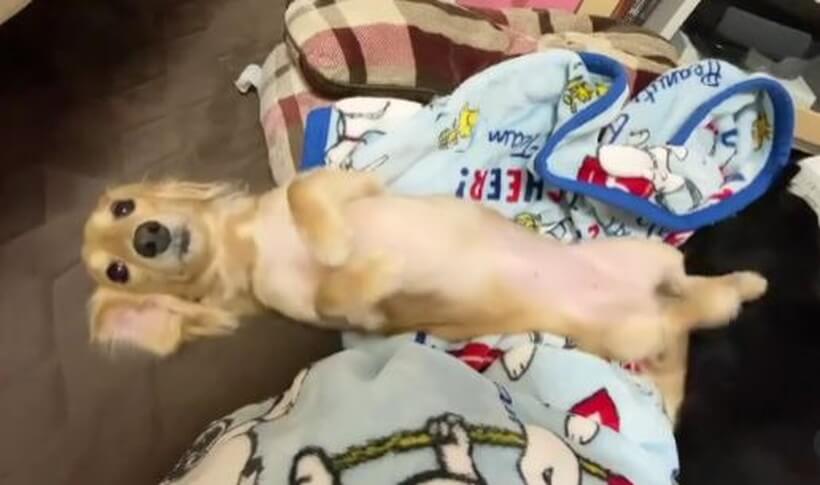 ダックスフンド,動画