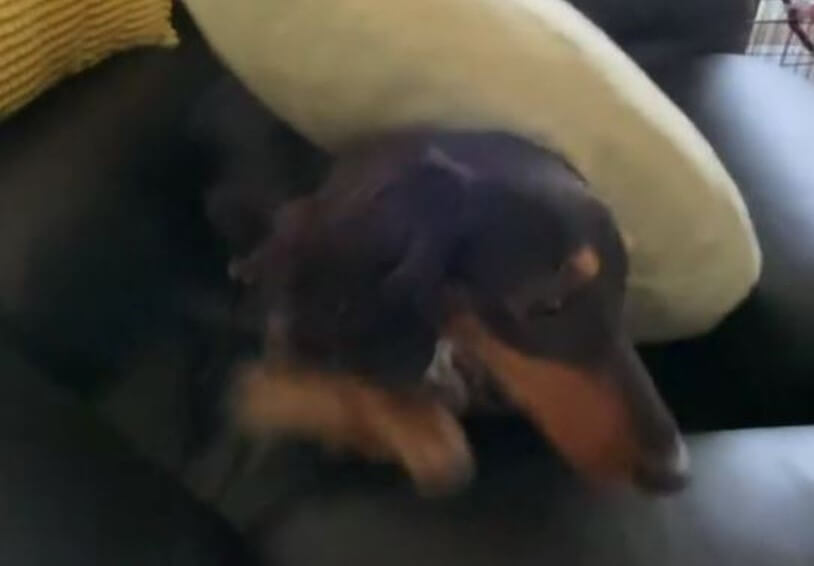 ダックスフンド,動画