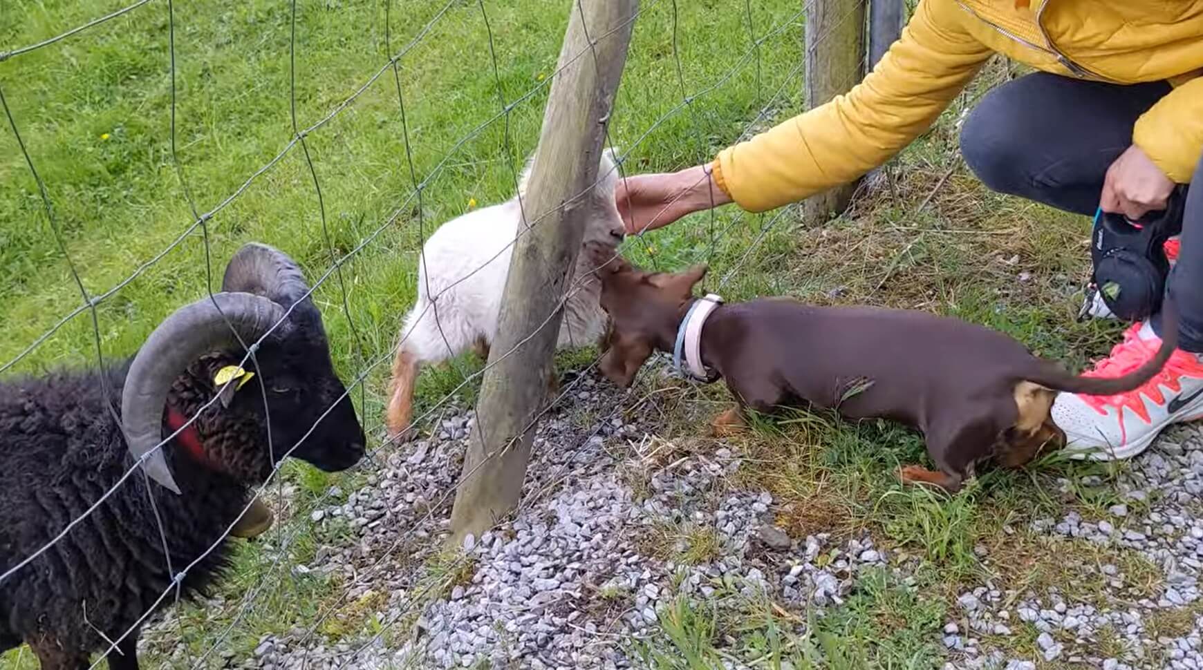 ダックスフンド,動画