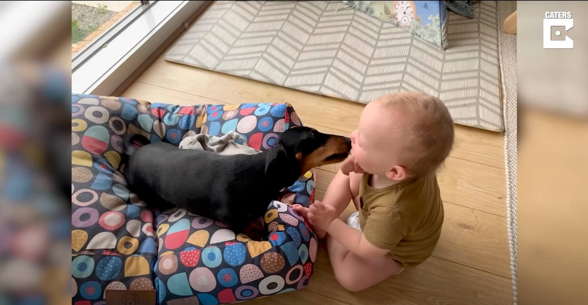 ダックスフンド,動画