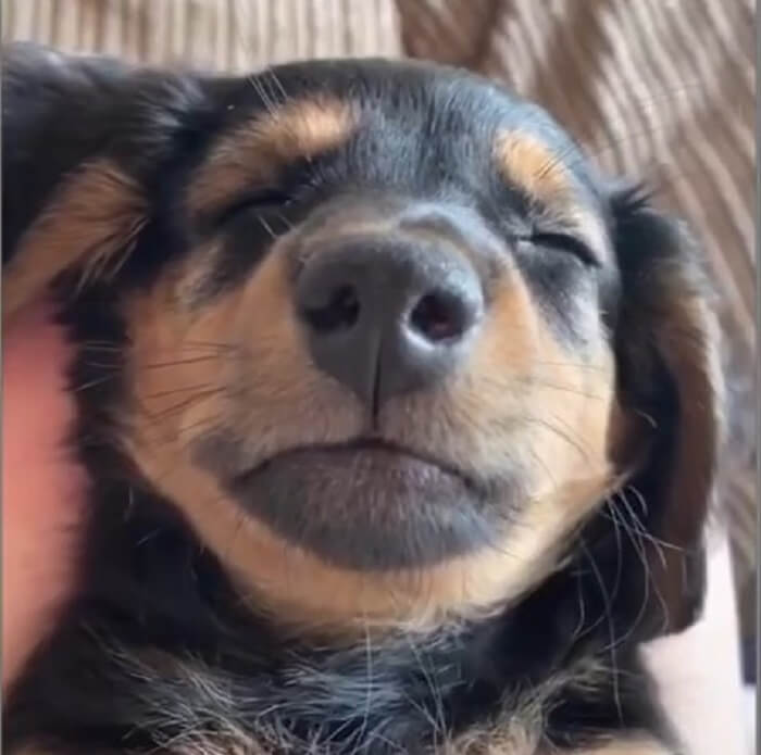 ダックスフンド,動画