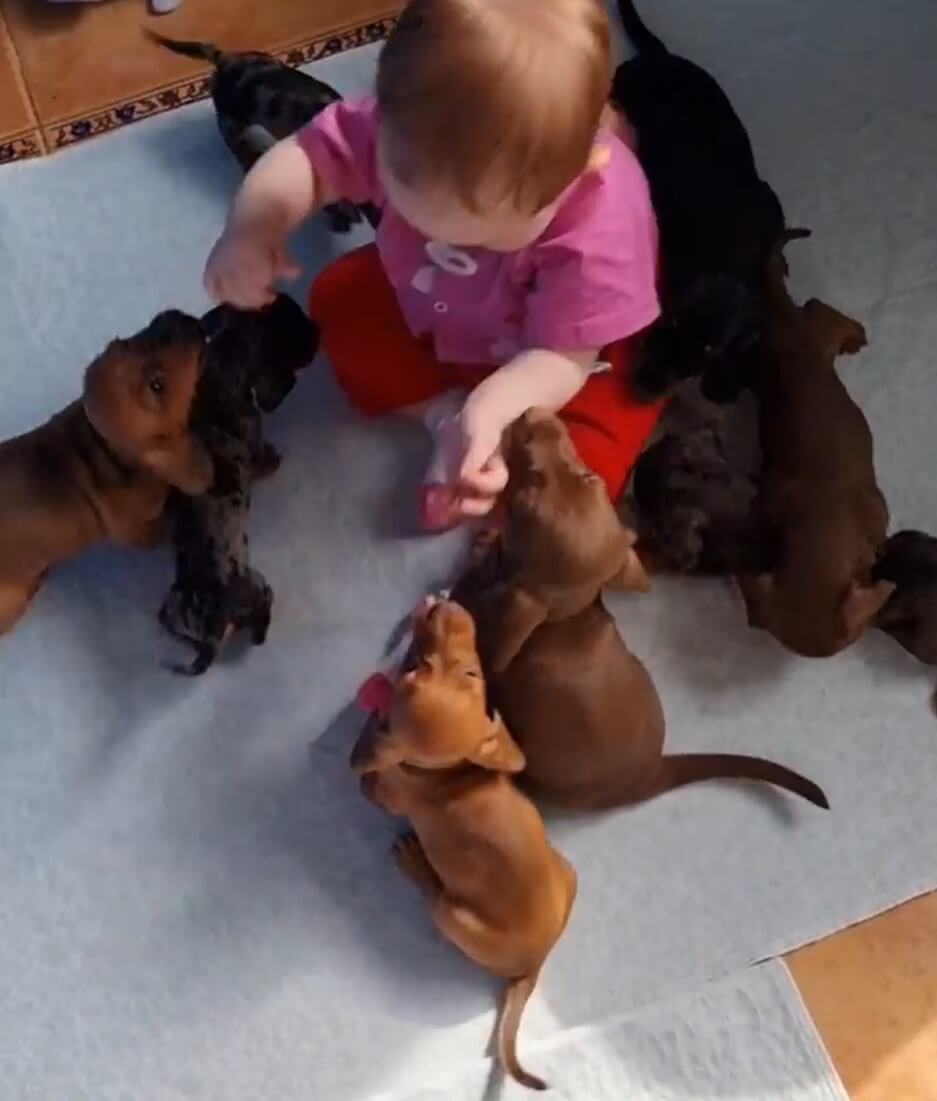 ダックスフンド,動画