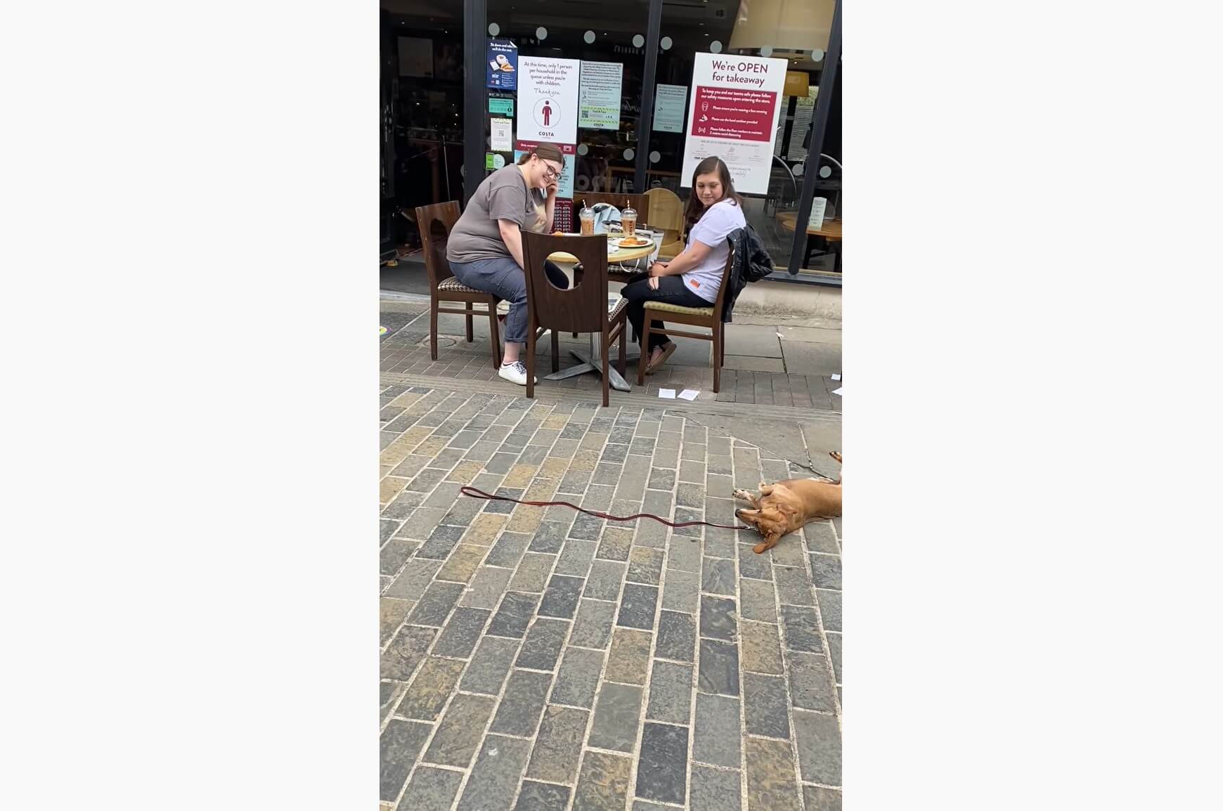 ダックスフンド,動画