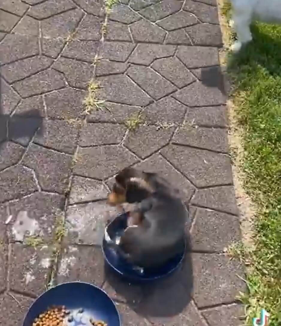 ダックスフンド,動画