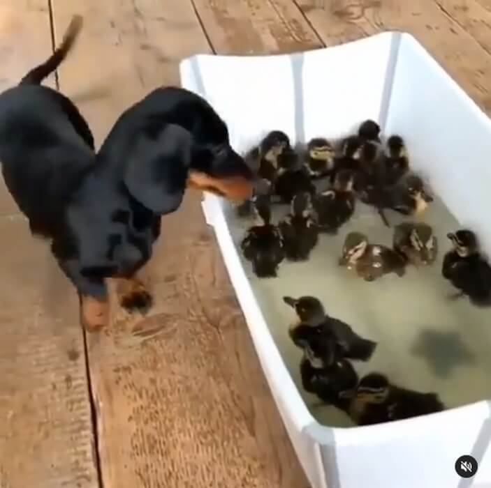 ダックスフンド,動画