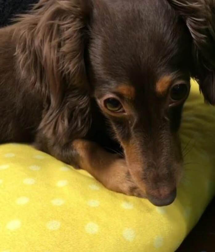 ダックスフンド,動画