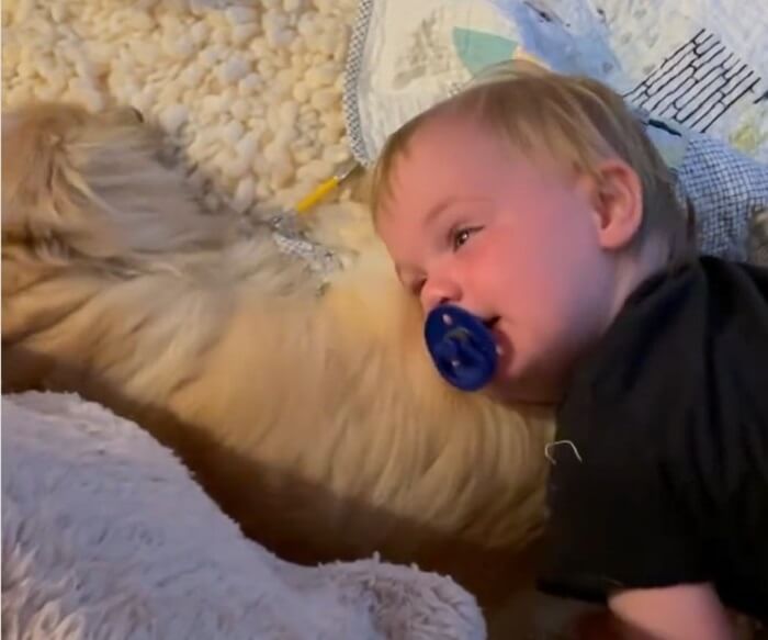 ダックスフンド,動画