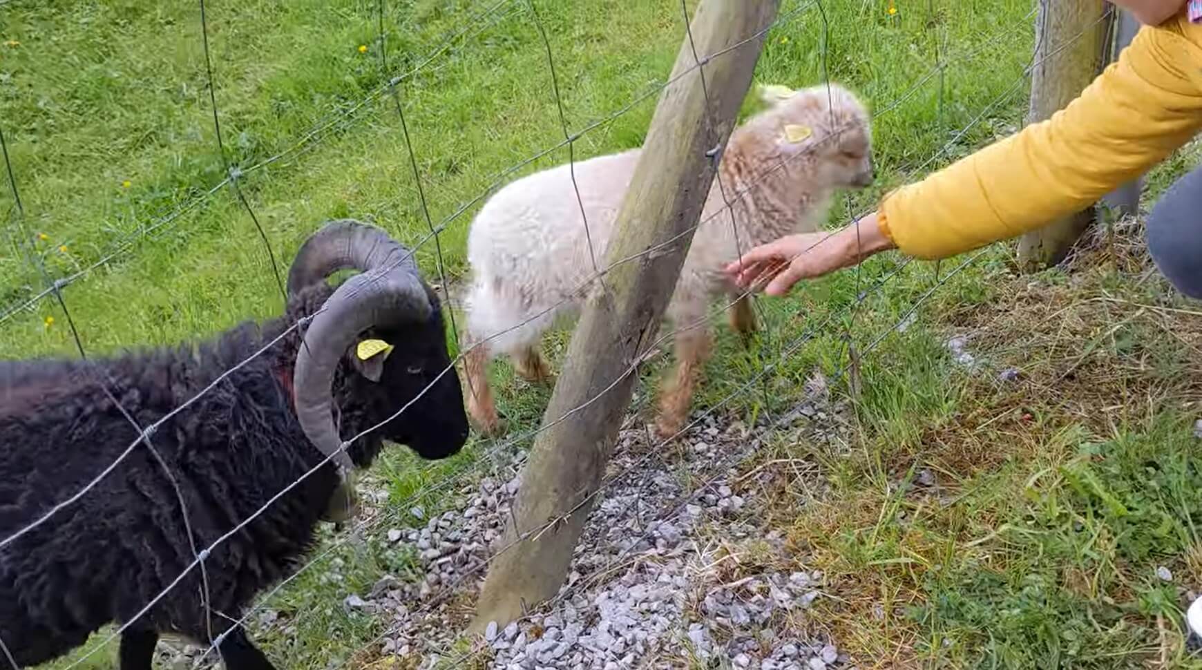 ダックスフンド,動画