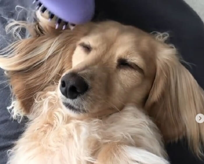 ダックスフンド,動画