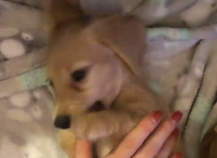 ダックスフンド,動画