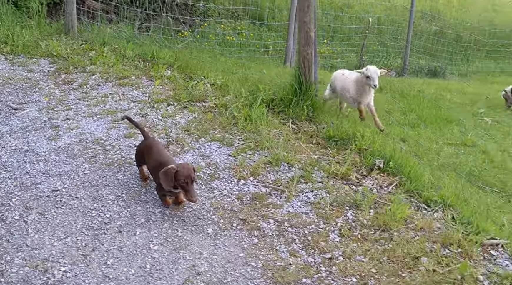 ダックスフンド,動画