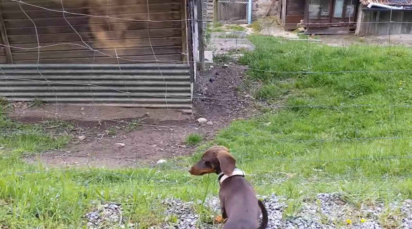 ダックスフンド,動画