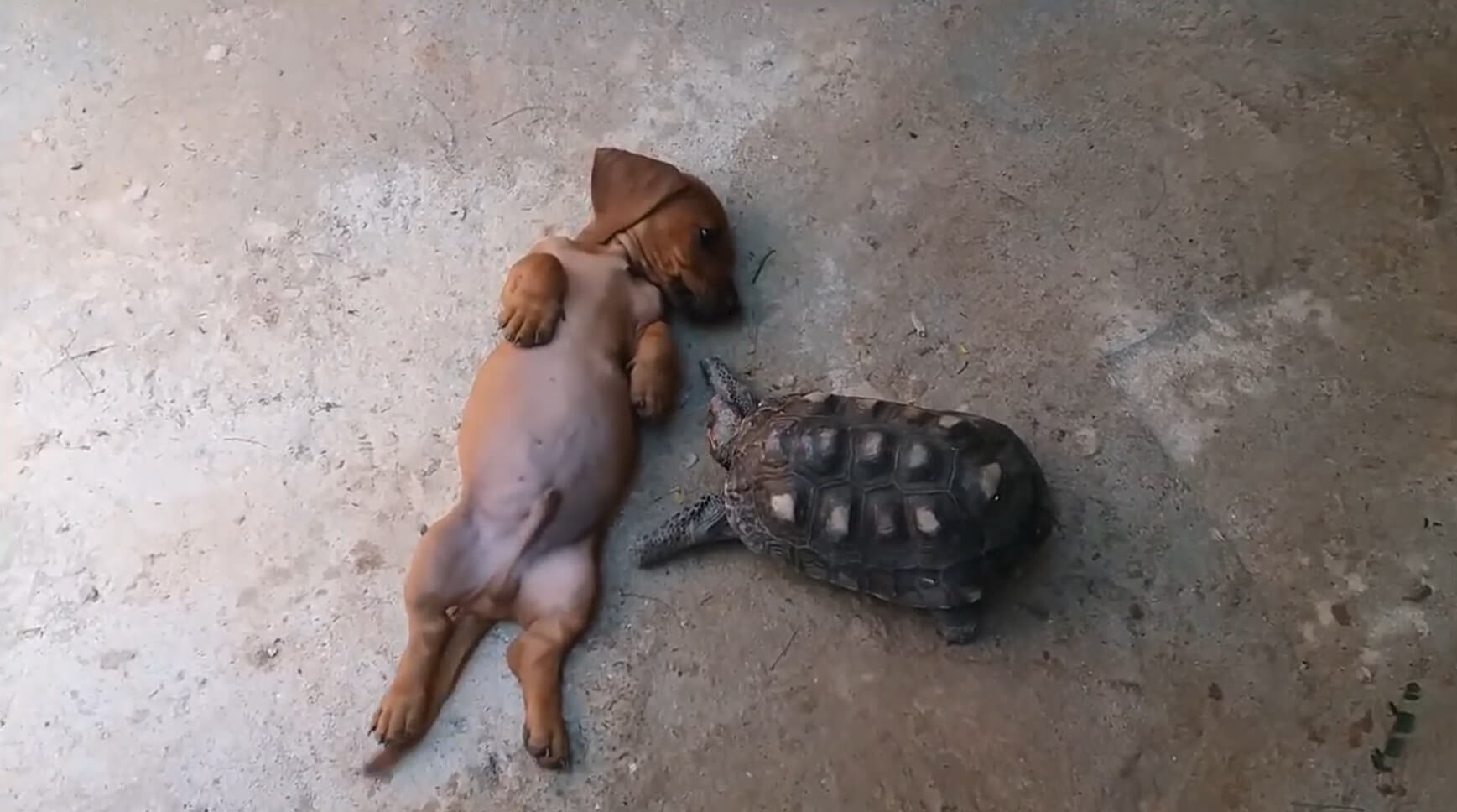 ダックスフンド,動画