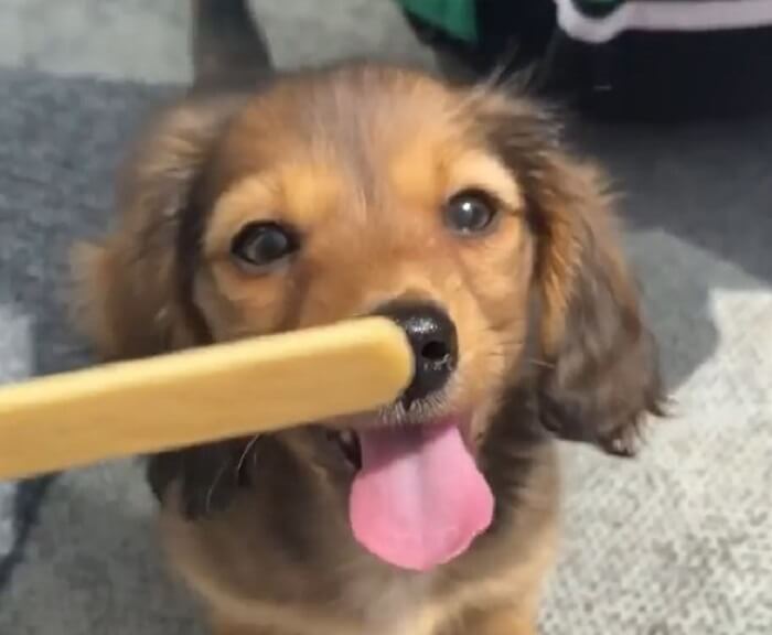 ダックスフンド,動画