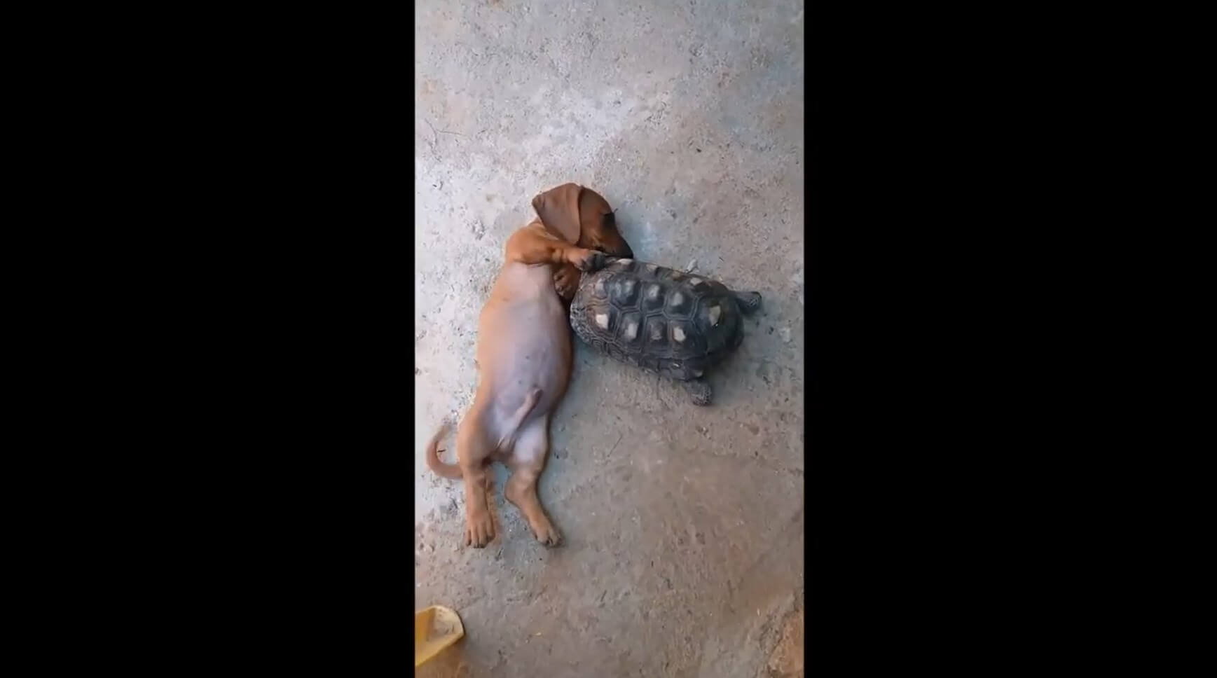 ダックスフンド,動画