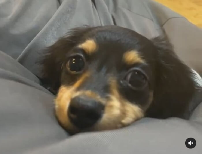 ダックスフンド,動画