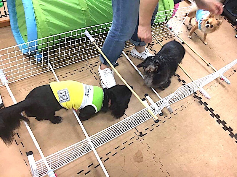 トレーニングするダックス